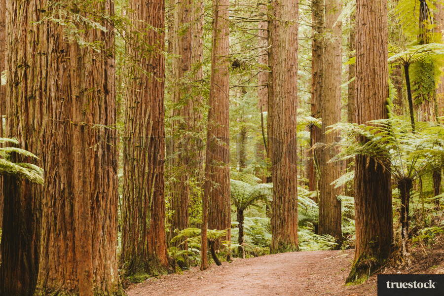 Redwood forest Rotorua