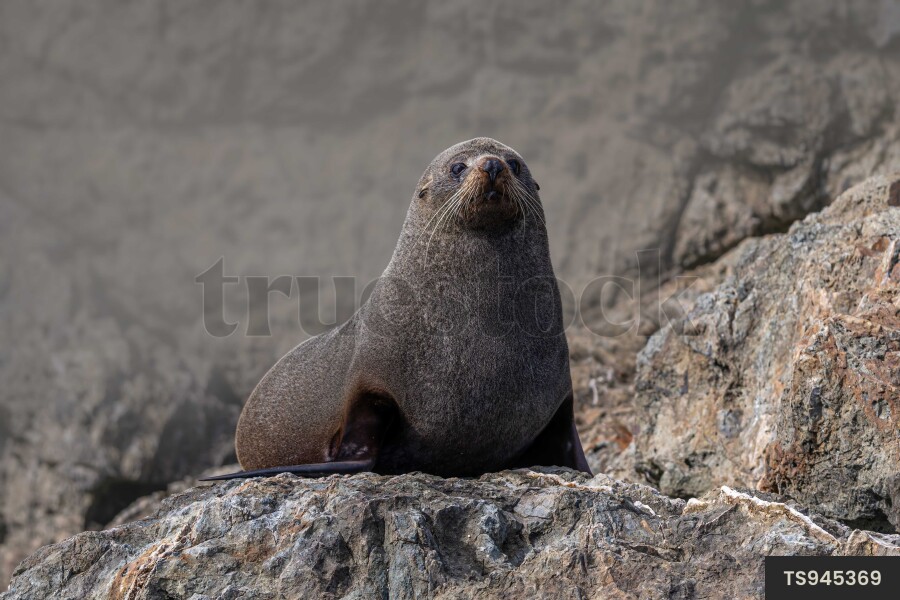 Fur seal on rock in Russell, Northland