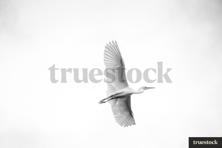 White Heron Flying in the Sky