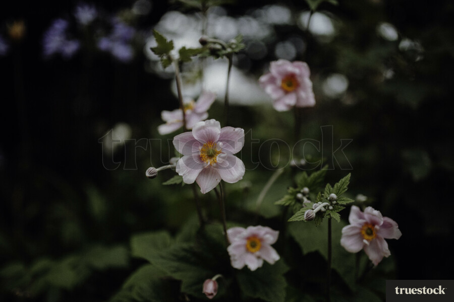 Pink Flowers in Oamaru