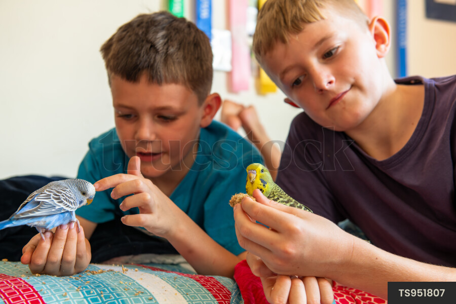 Brothers lying down on bed with budgerigars