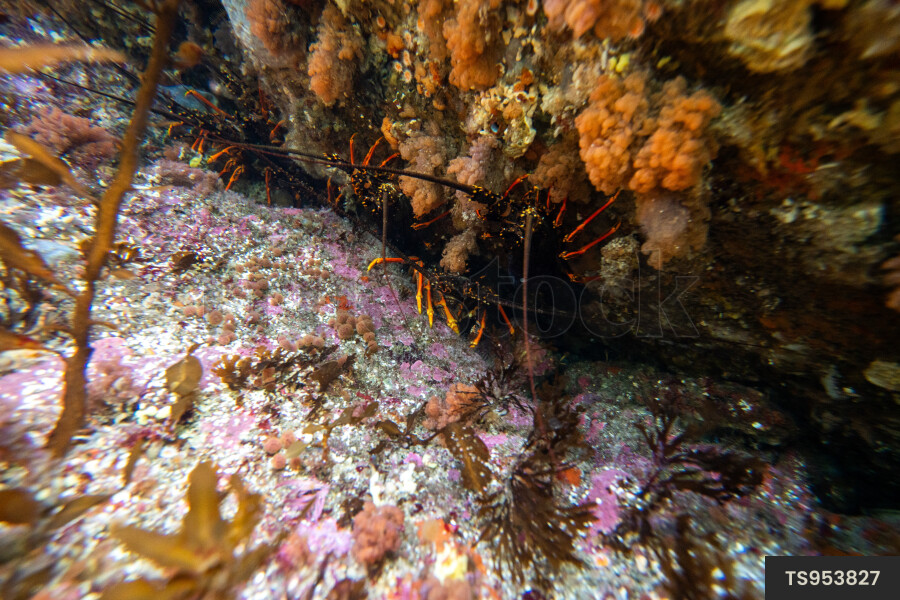 Crayfish on rocks in sea