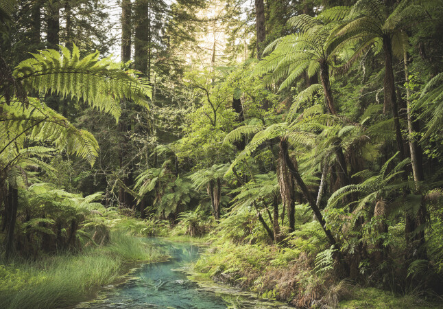 River in Forest