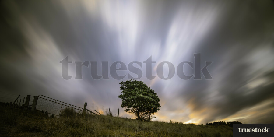 Solitary Tree Against the Sky