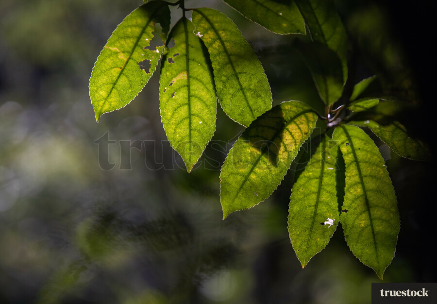 Close-up of green plant tree leaves