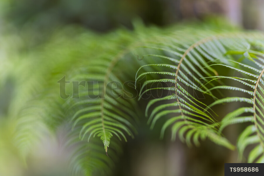 Fern in forest