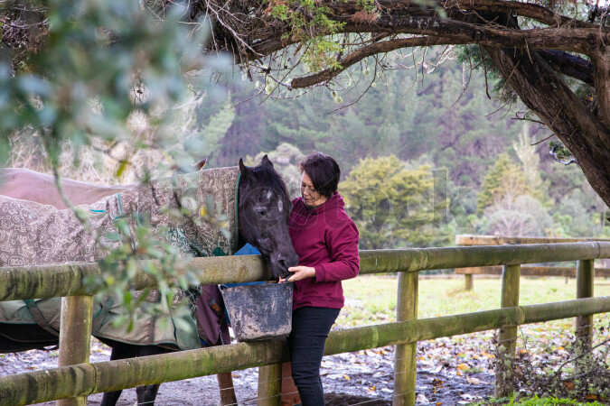 Horse Being Fed