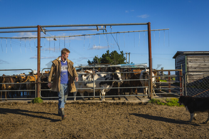 Farmer with cattle on farm