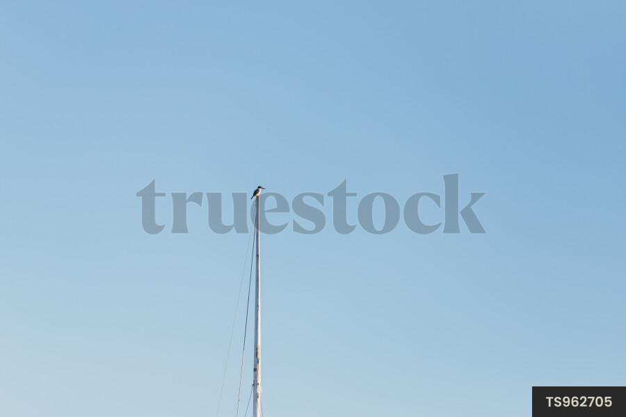 Kingfisher perching on mast of yacht
