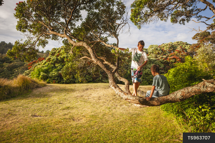 Kids Playing on Tree Branch