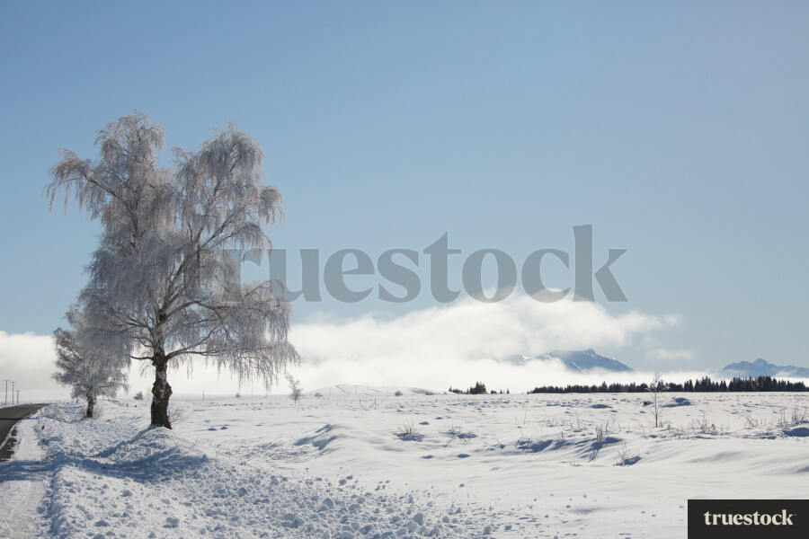 Snow covered road and trees in winter