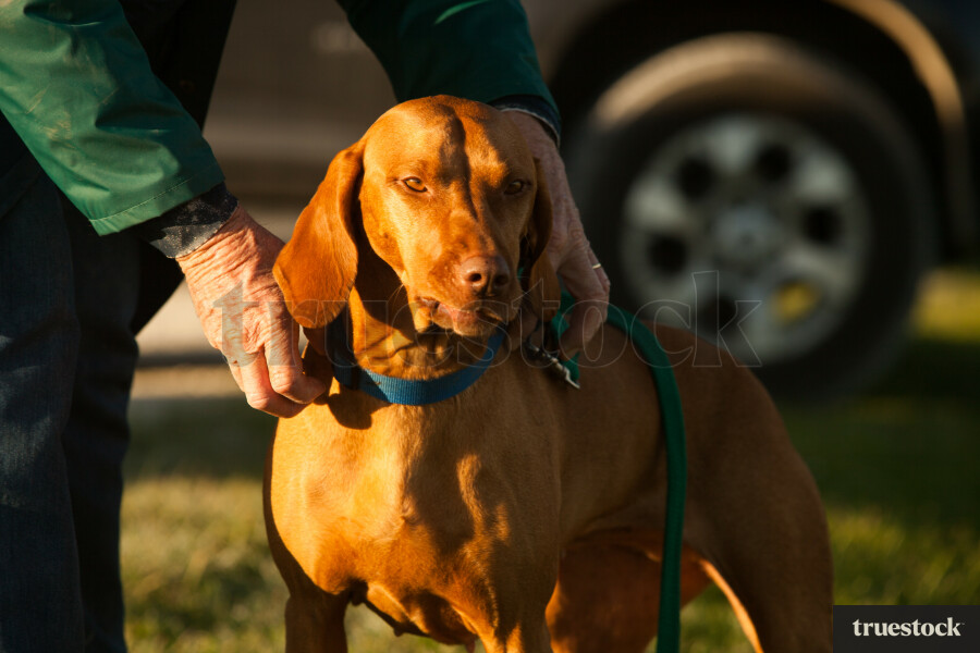 Dog staring into the distance during golden hour