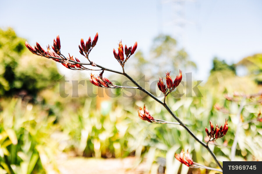 Harakeke flax flowers