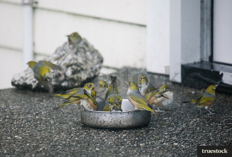 Wax-Eye Birds on Metal Bowl