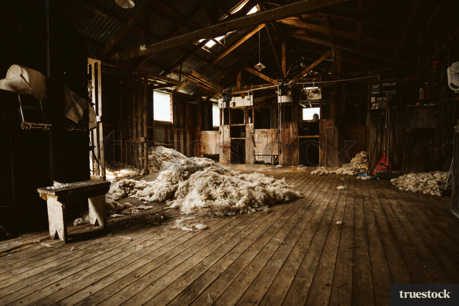 Shearing shed