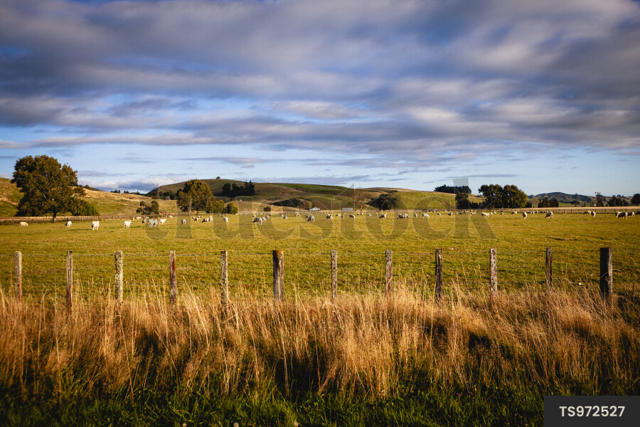 Farmland Landscape