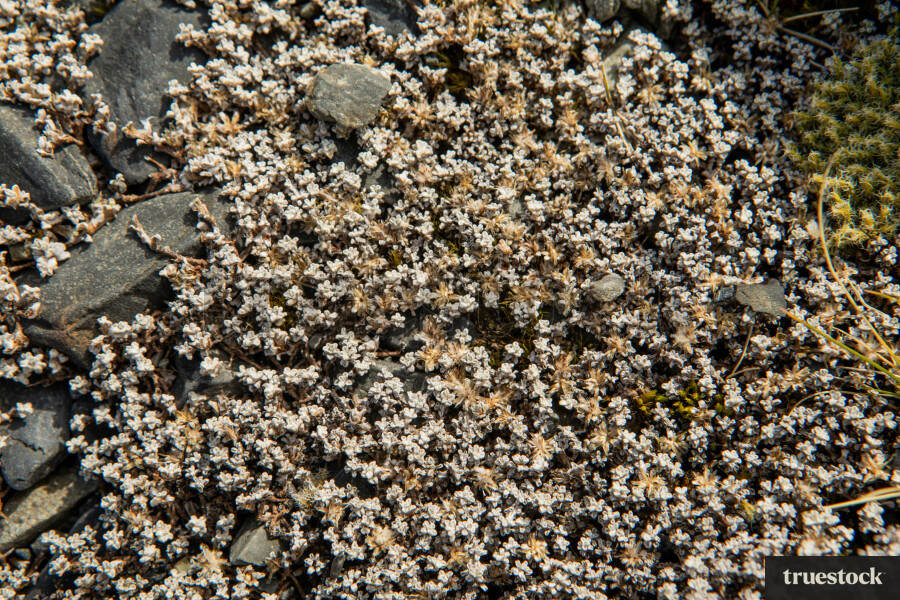 Flowers in the mountains