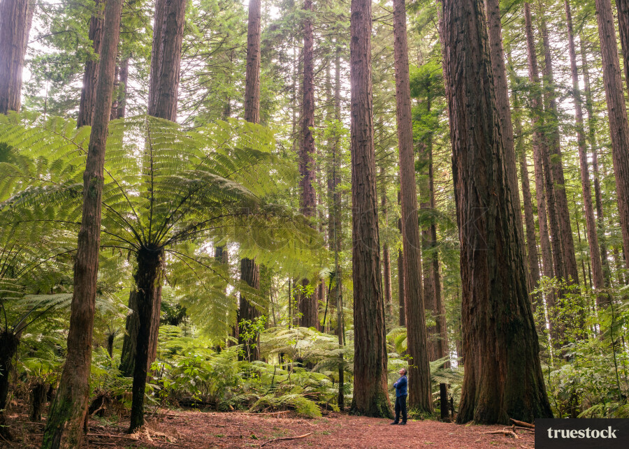Redwood Forest Rotorua