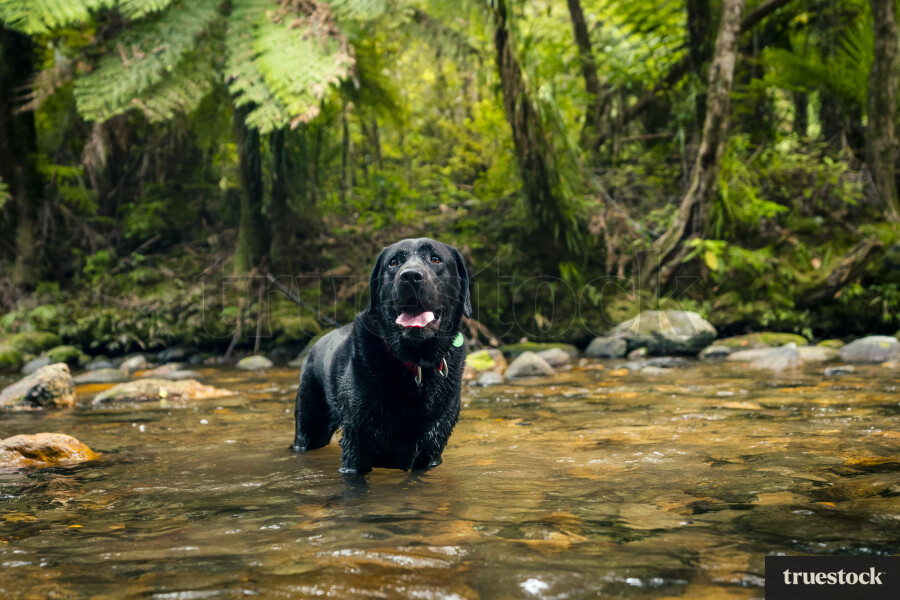 Labrador in a Stream