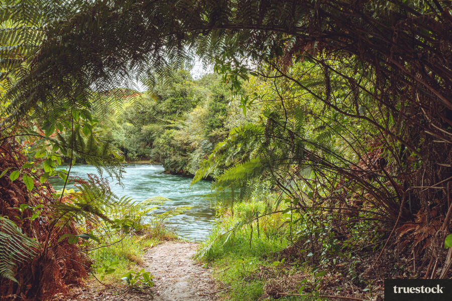 River and bush