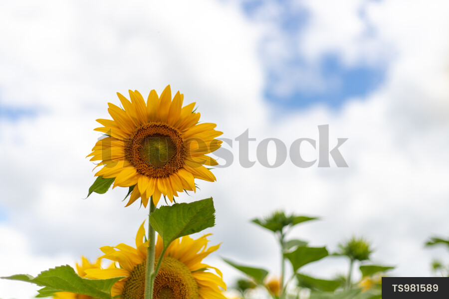 Sunflowers on farm