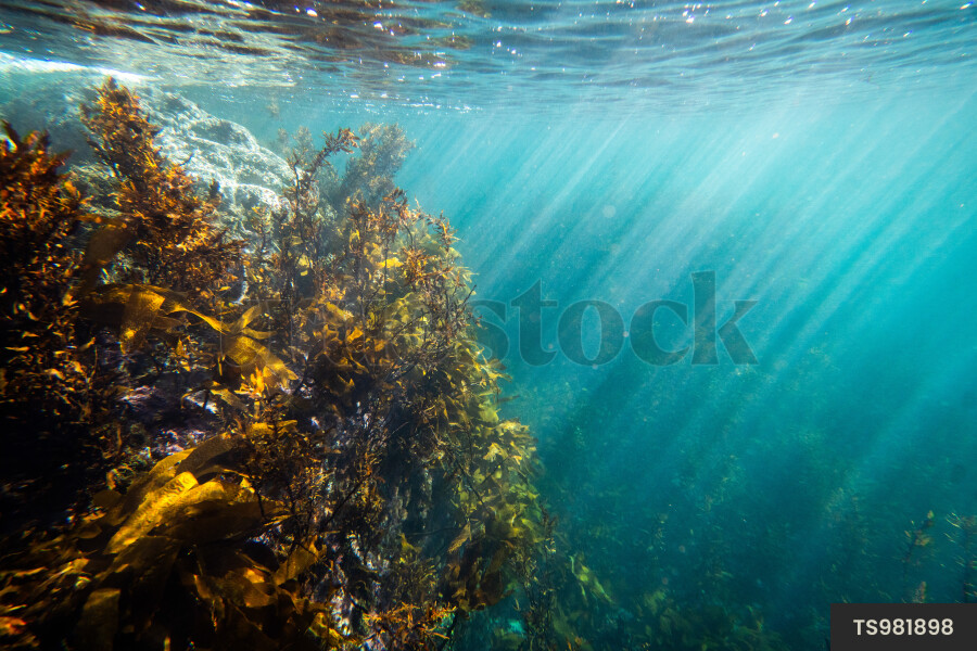 Seaweed in sea