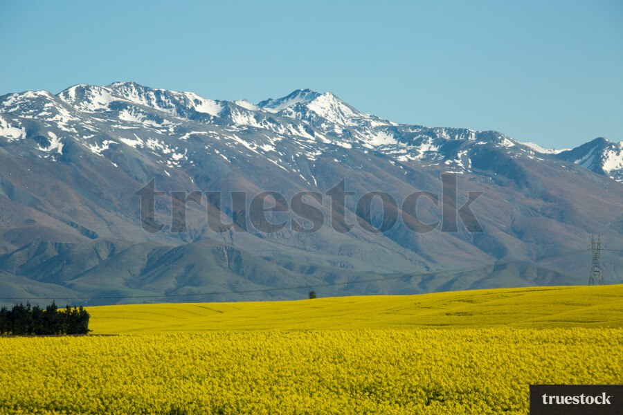 Rapeseed canola oil field in the countryside