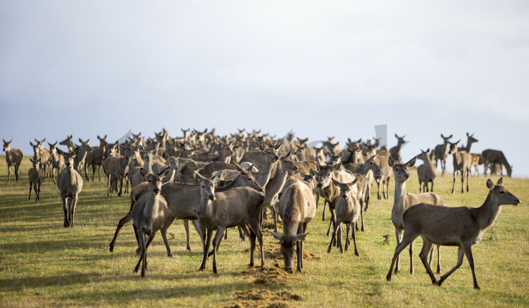 Deer Farming