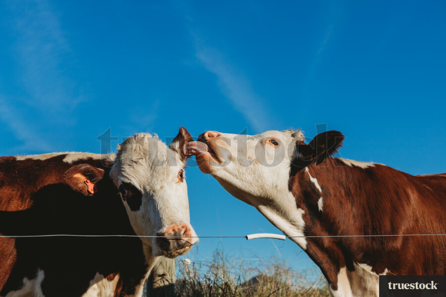 Cattle Farm in Katikati
