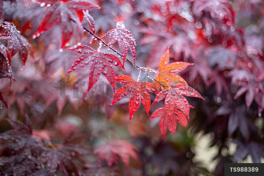 Close-up of wet autumn leaves on tree