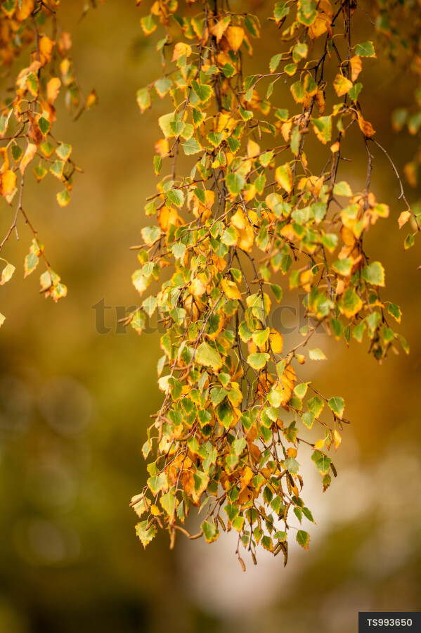 Branches of trees in Hagley Park during autumn
