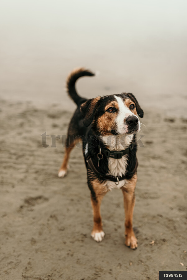 Dog on beach