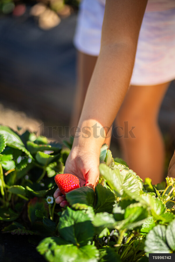 Girl picking strawberries
