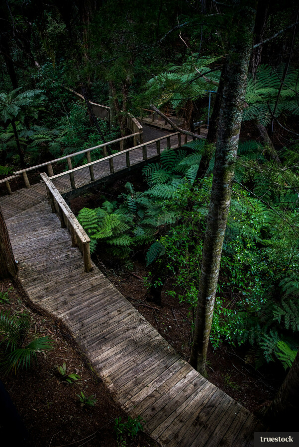 Forest walkway through native forest