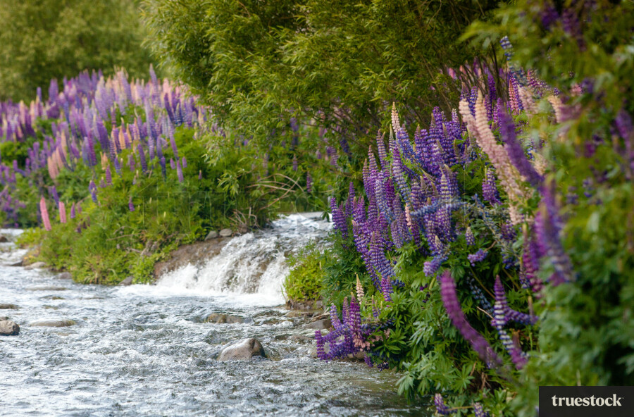 Lavender plants by a waterfall stream